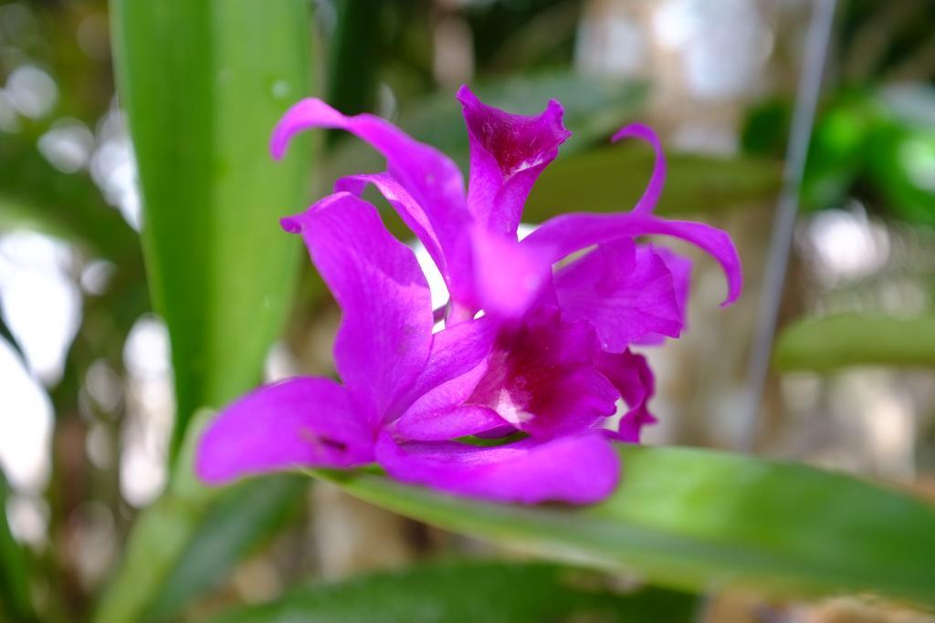 The Nature House Aonang Krabi Thailand Ao Nang Екстер'єр фото